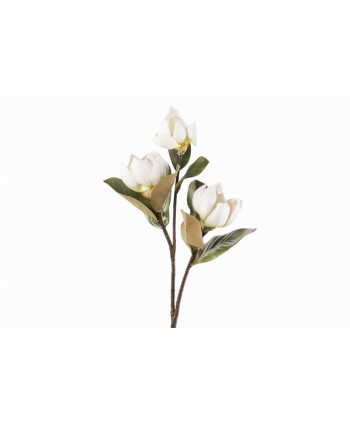 Flores Magnolias Blancas