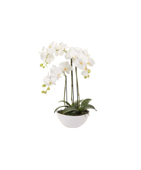 Orquidea Blanca C/Maceta