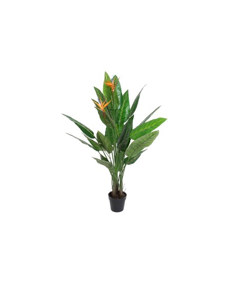 Arbol Strelitzia