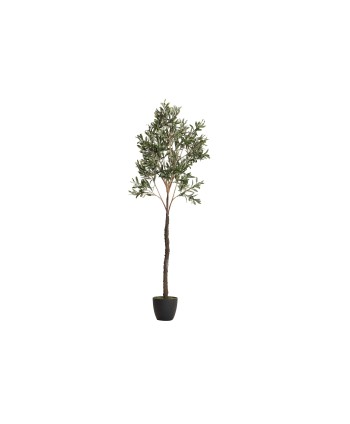 Arbol Olivo 160Cm