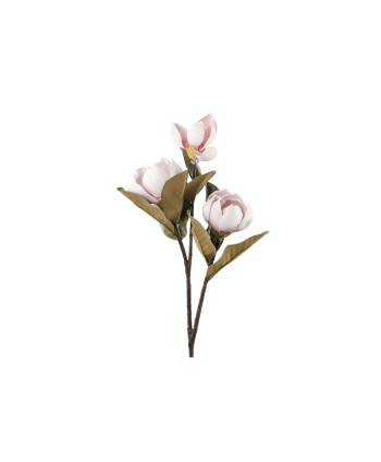 Magnolias Rosa