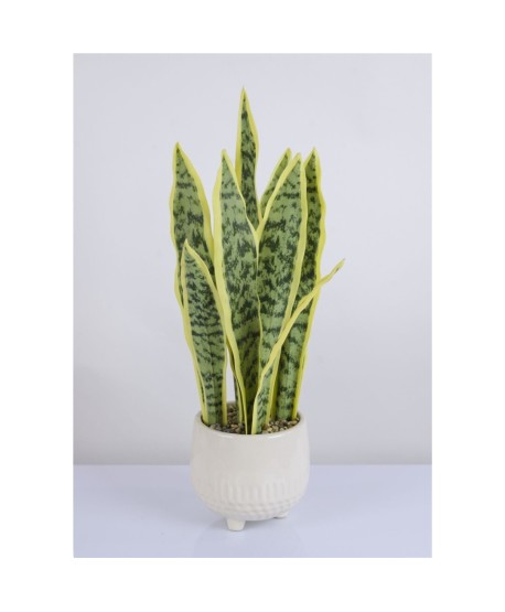 Sansevieria En Maceta